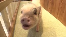 Meet and play with micro-pigs in Tokyo