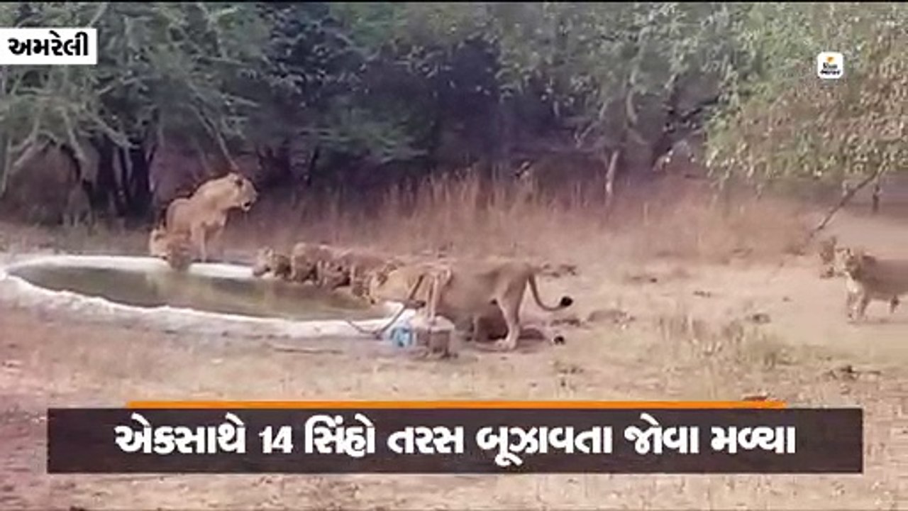 ગીરના જંગલમાં કાળઝાળ ગરમીમાં એકસાથે 14 સાવજોએ પ...