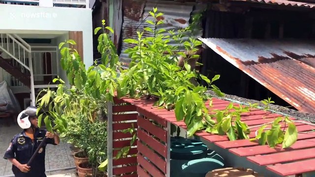 Monkey rescued after getting electrocuted while raiding homes in search of food