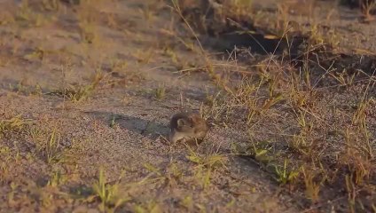 Rats in attics- Rts247