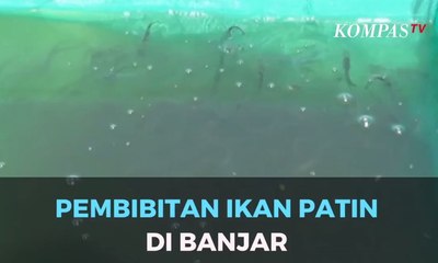 Pembibitan Ikan Patin di Banjar