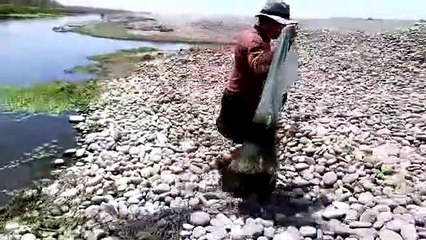 Mira las TILAPIAS más Grandes atrapados con Atarraya   Hunting huge Tilapia