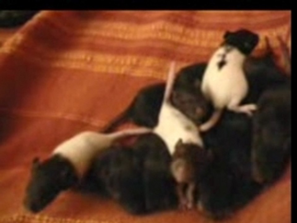 Ratus