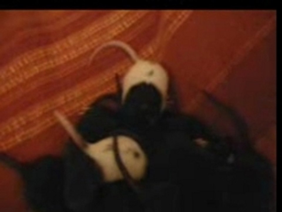Ratus1