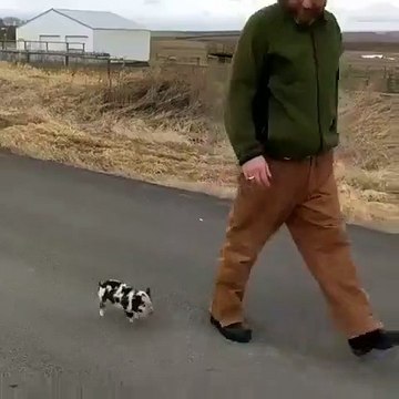 Ce petit cochon noir et blanc est trop adorable. Regardez !