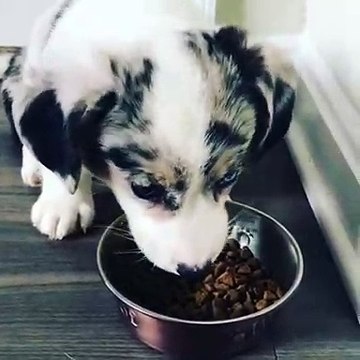 Ecoutez le magnifique son que produit ce chiot quand il mange. A croquer !