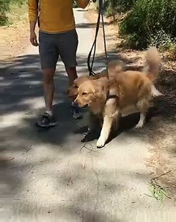 Ces golden retrievers partagent un petit bout de bois. Trop chou !