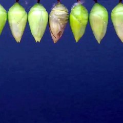 L’évolution de ce papillon est spectaculaire. Admirez !