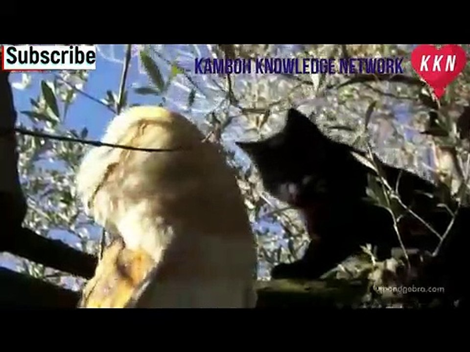 Animals Friendship Strange  Videos Janwaroo ki Ajeeb Doshti