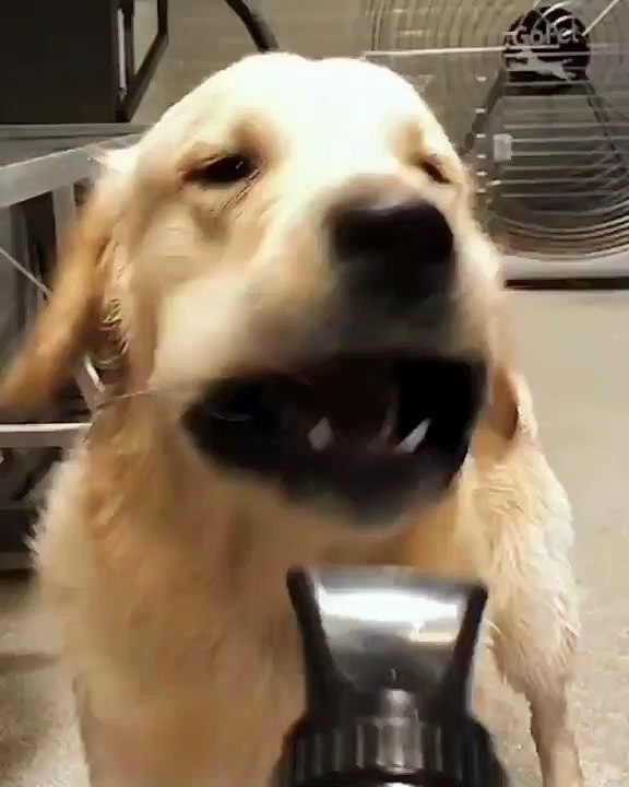 Ce golden retriever adore jouer avec le sèche cheveux de sa maîtresse. Trop mignon !