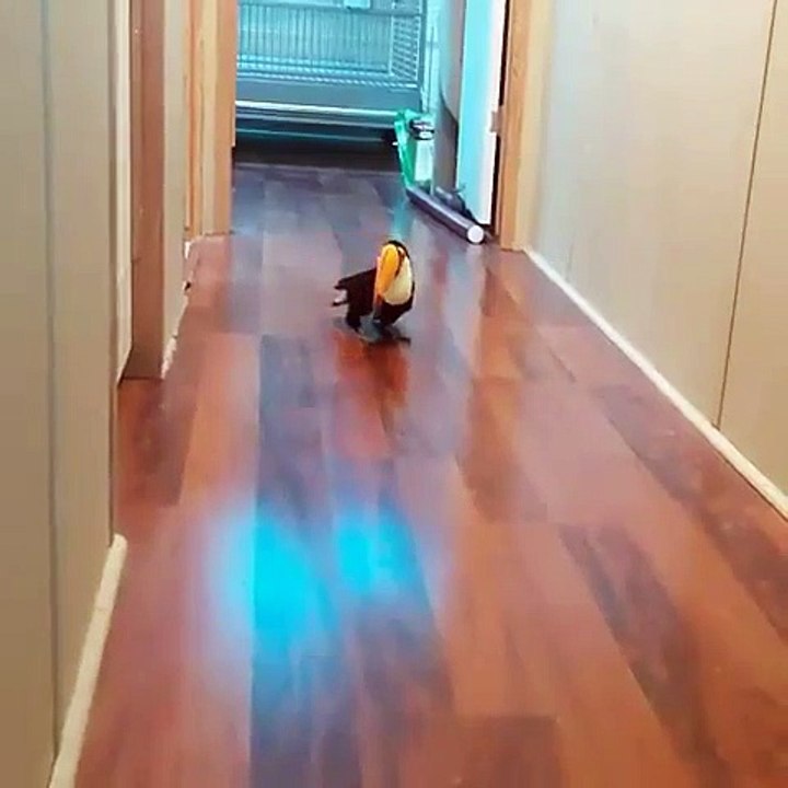 Ce toucan est absolument sublime. Admirez !