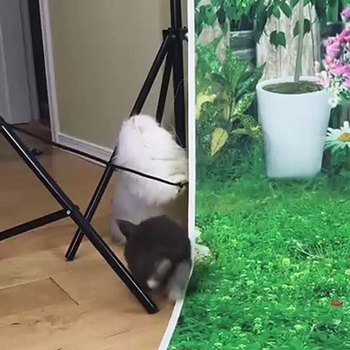 Quand un lapin et un chat jouent ensemble. Incroyable !