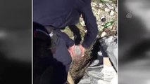 Kafası Cam Kavanoza Sıkışan Köpeği Jandarma Kurtardı