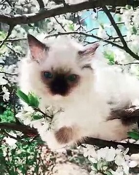 Ces chatons vont vous couper le souffle. Magnifique !