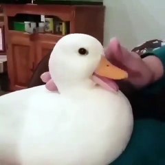 Ce canard aime être qu'on lui caresse la tête. Réaction adorable !