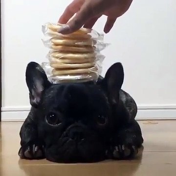 Ce bulldog est impressionnant. Regardez ce qu'il arrive à faire !