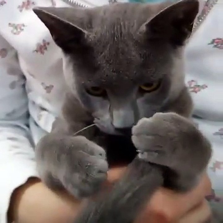 Cette magnifique chatte grise adore se lécher la queue. Trop chou !