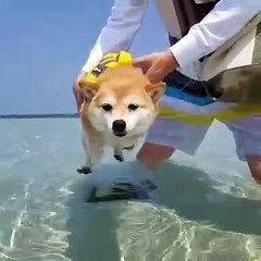 Ce chiot a peur de l'eau. Réaction hilarante !