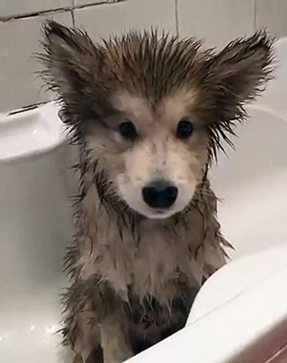 Les hurlements de ce chien vont vous donner la chair de poule. Trop mignon !