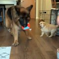 Quand deux chiens jouent à la balle. Adorable !