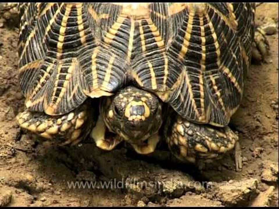 Indian star tortoise