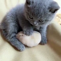 Ahurissant ! Ce chaton et cette petite souris sont les meilleurs amis du monde.