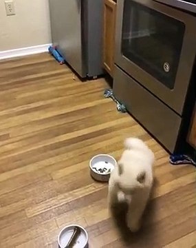 Ce chiot à la fourrure majestueuse est trop marrant. Regardez !