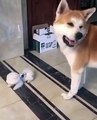Ce chien aime beaucoup jouer avec son petit frère. Trop chou !