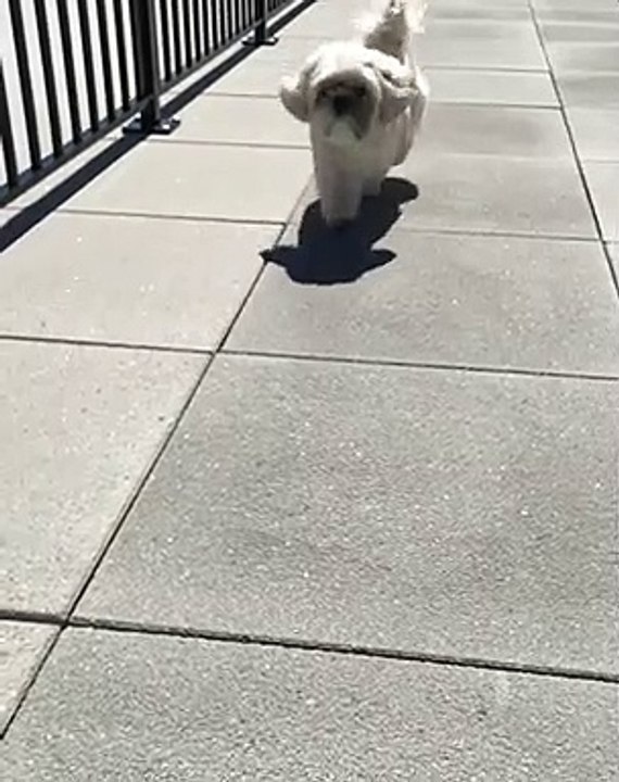 Admirez la magnifique fourrure de ce chiot. Époustouflant !