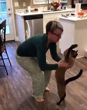 Ce chat adore quand sa maîtresse le prend dans ses bras. Trop mignon !