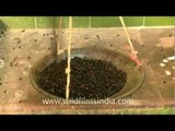 Black Pepper on an old weighing scale