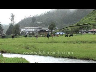 Hill station of the South - Munnar!