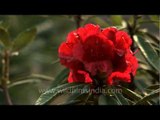 Rhododendron arboreum flowering in north-east India