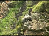 Griffon Vultures drying their wings on a cliff-face