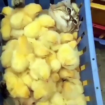 Lorsqu'un chat se retrouve dans un panier rempli de poussin. Sa réaction est hilarante !
