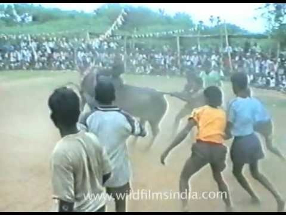 Spectacular bull taming