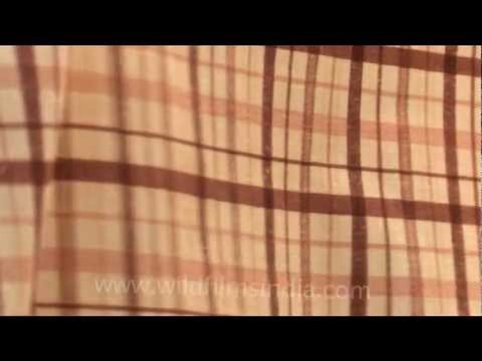 Checks and stripes in cotton...
