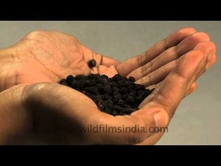 Hands full of black pepper!