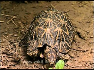 Indian Star Tortoise walking - or rather crawling