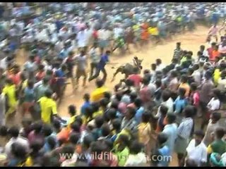 Tamil pride means riding the bull's hump!