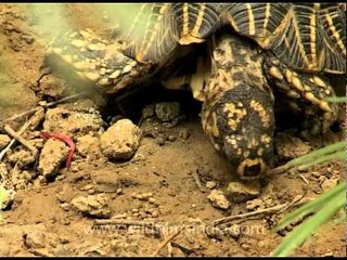 Indian tortoise eating mud!