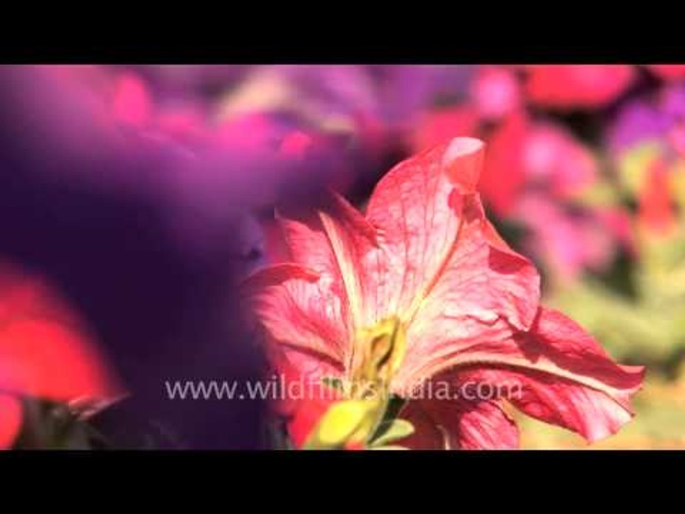 Petunias in a variety of colours blooming in Ko...
