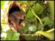 Ashy Wren Warbler at its nest!