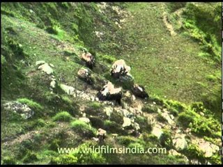 Landscape of Lakhat, North-East India!