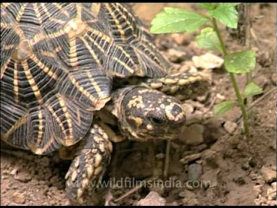 Lazy star tortoise