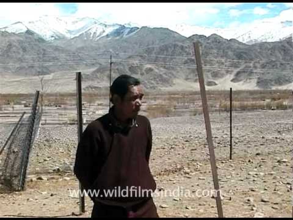 Zanskari Equine Breeding Farm, Leh, Ladakh