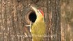 Scaly bellied Woodpecker or Picus squamatus