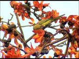 Rose-ringed Parakeet eats petals of a Sehmal or Silk Cotton tree