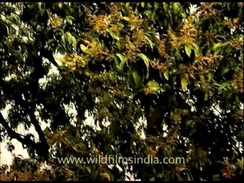 Mango blossoms in the Indian spring