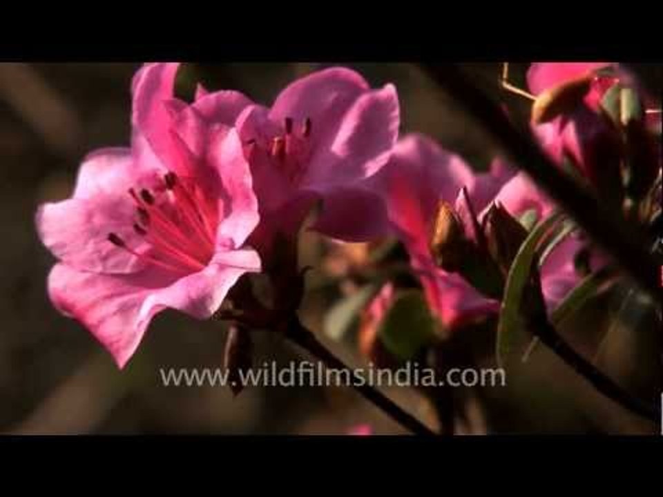 A posy of Kohima Azaleas!